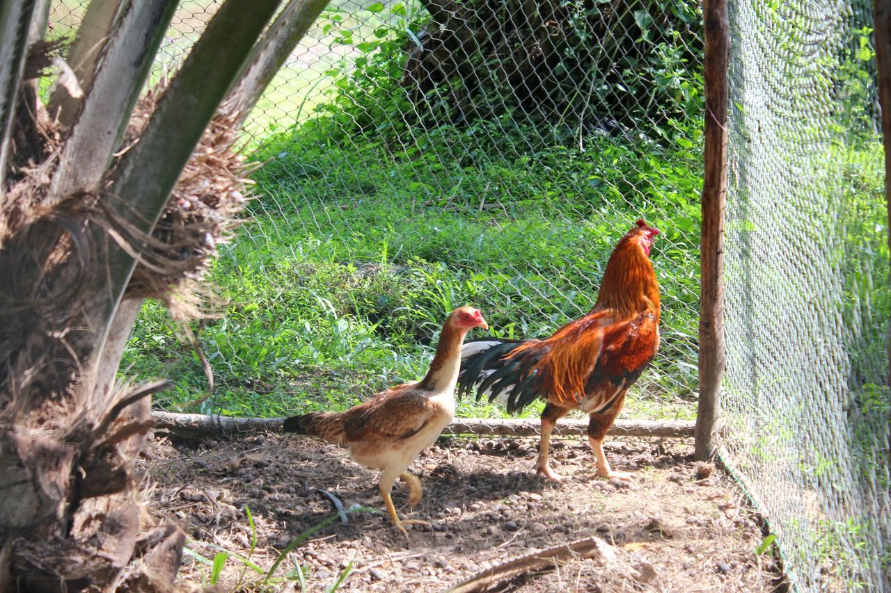 Yaoisland Resort And Farm Ko Yao Εξωτερικό φωτογραφία
