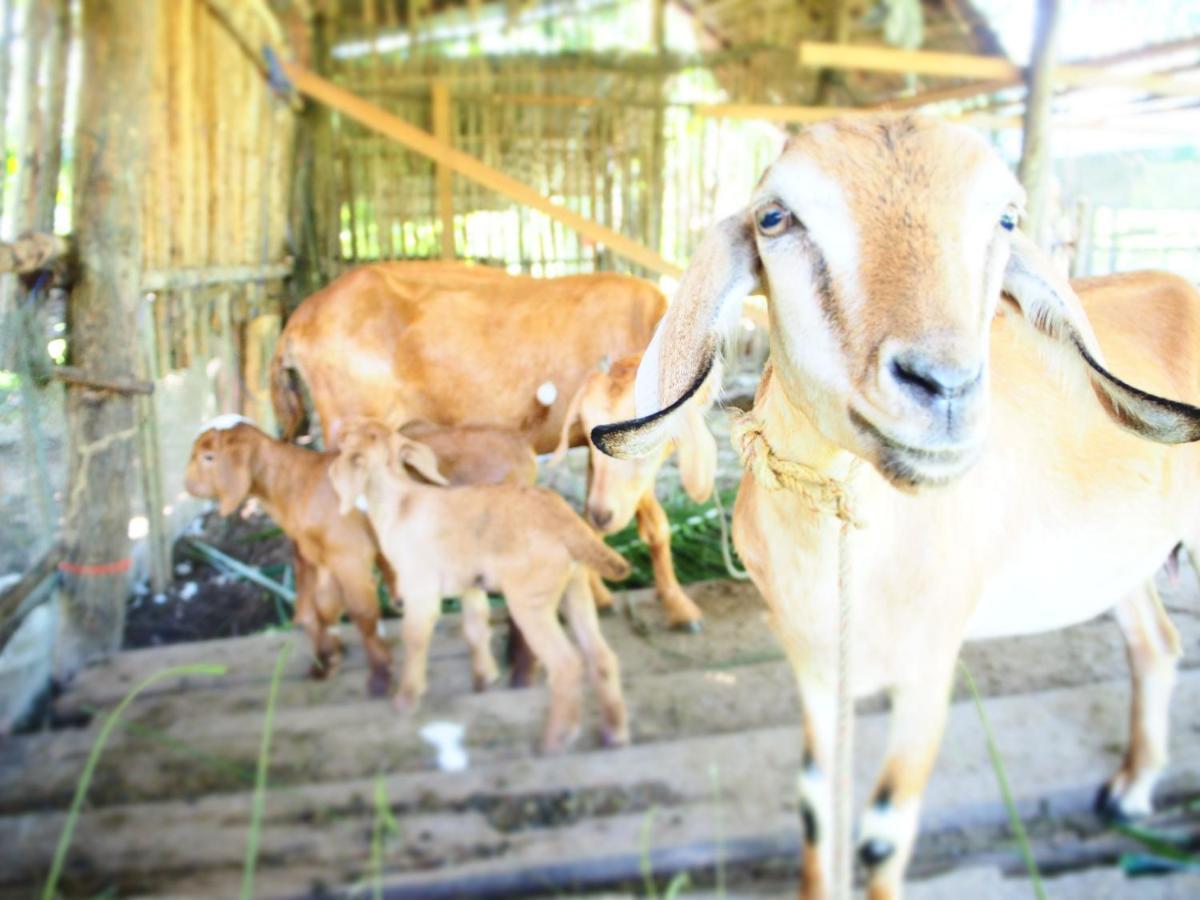 Yaoisland Resort And Farm Ko Yao Εξωτερικό φωτογραφία